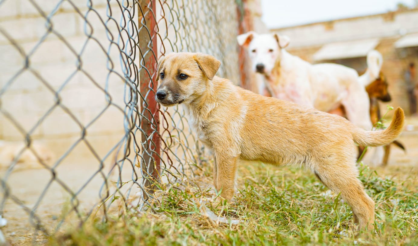 Strays Home Rehab Shelter
