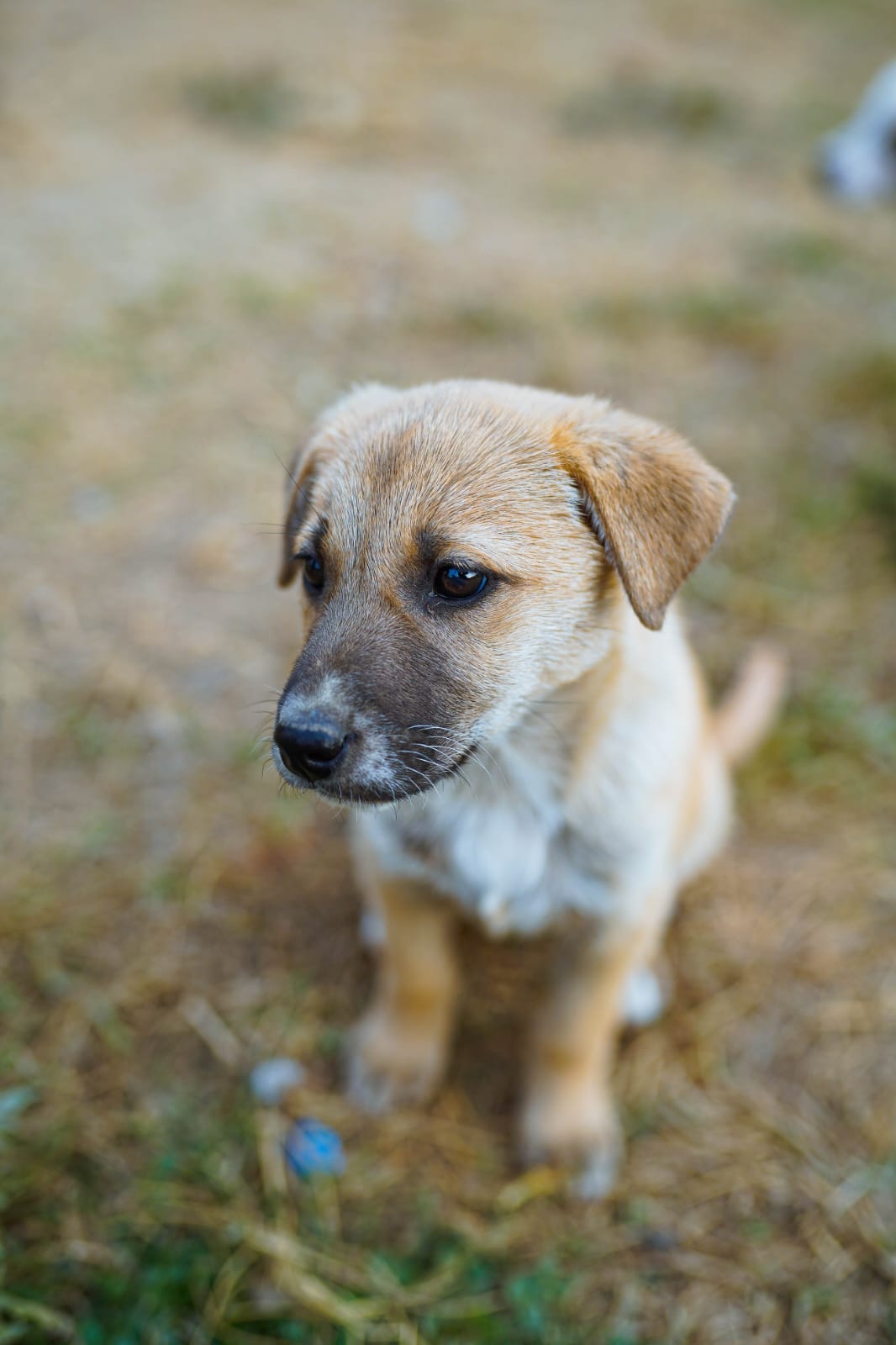 Strays Home Rehab Shelter